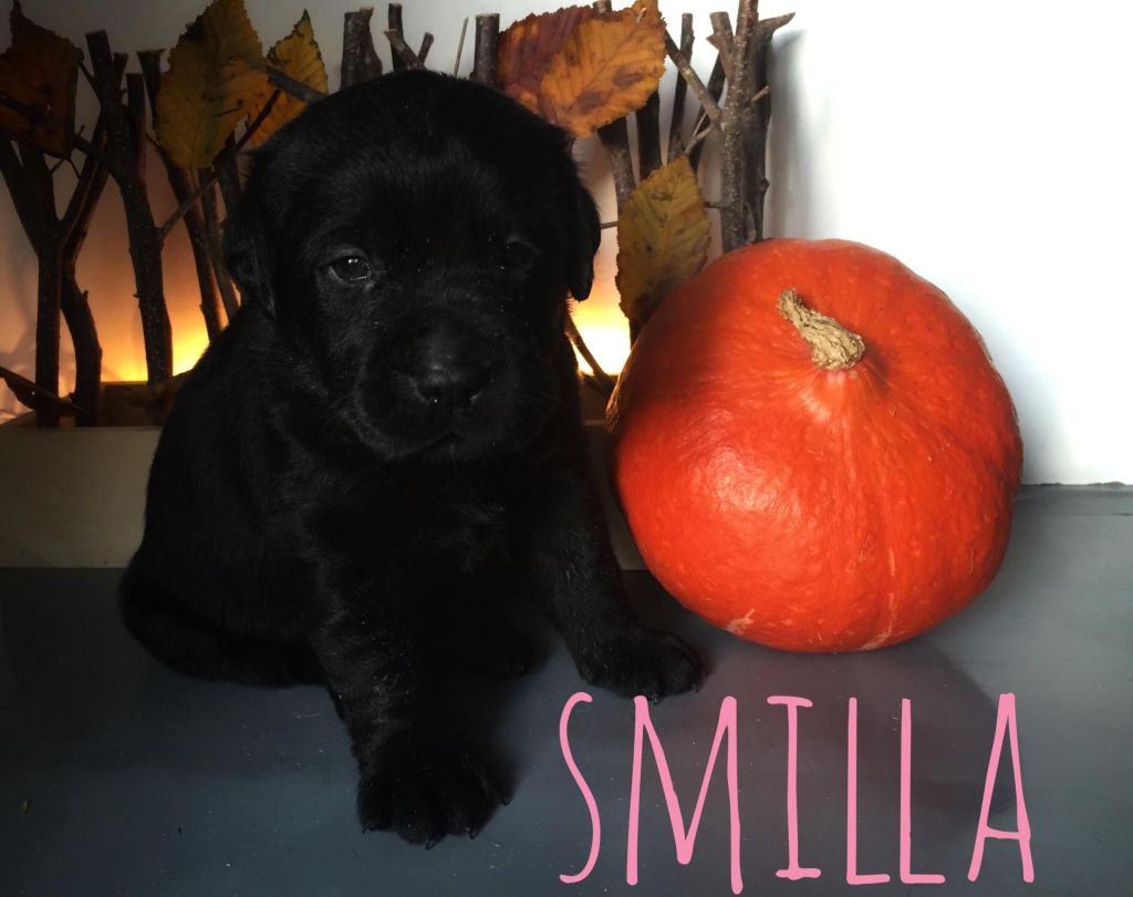 Smilla.JPG