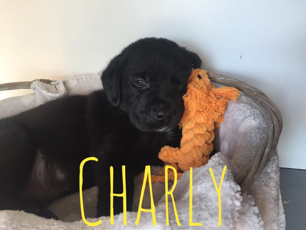 Charly.JPG