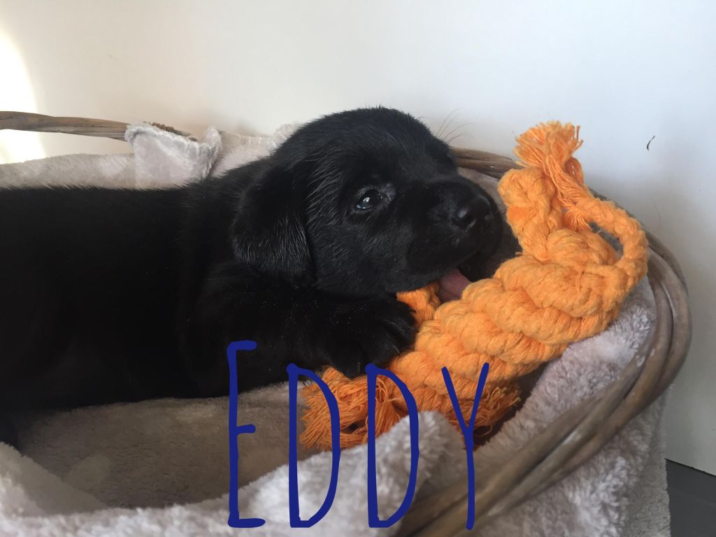 Eddy.JPG