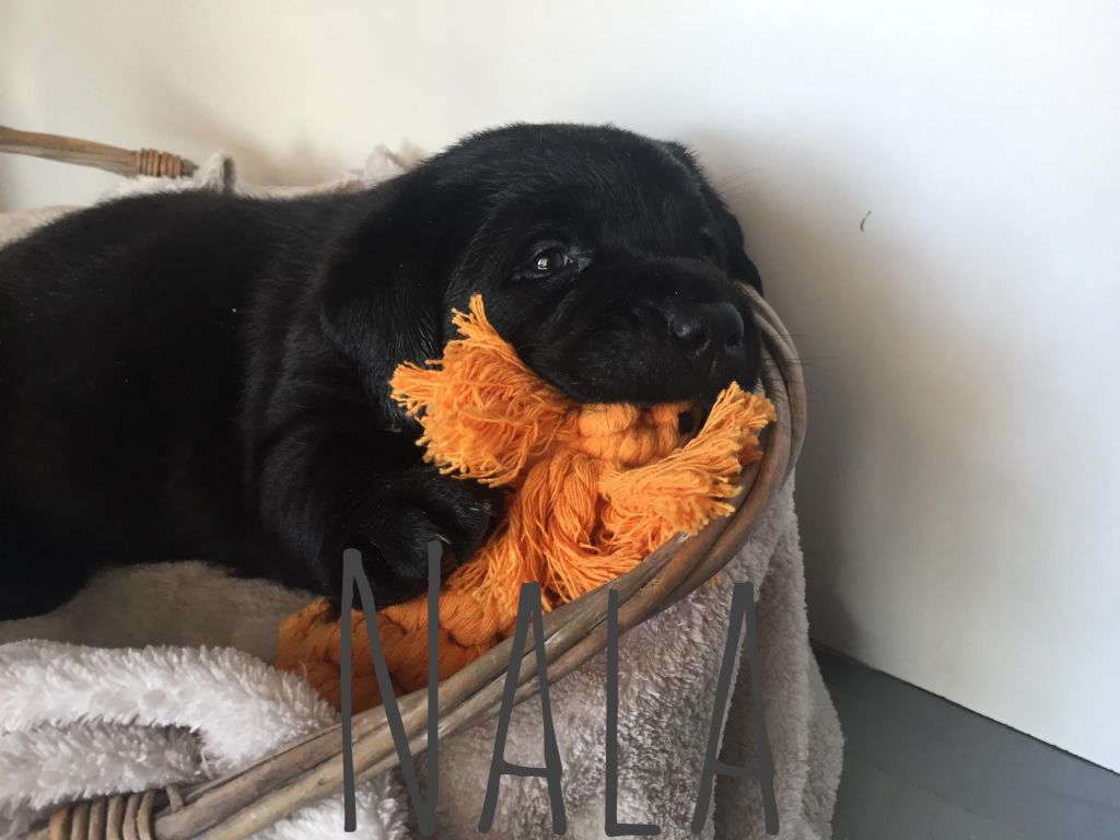 Nala (2).JPG
