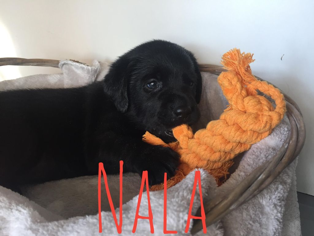Nala.JPG