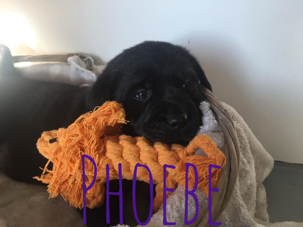 Phoebe.JPG