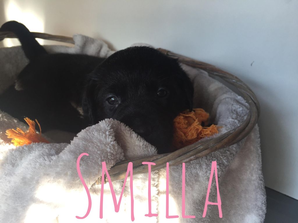 Smilla.JPG