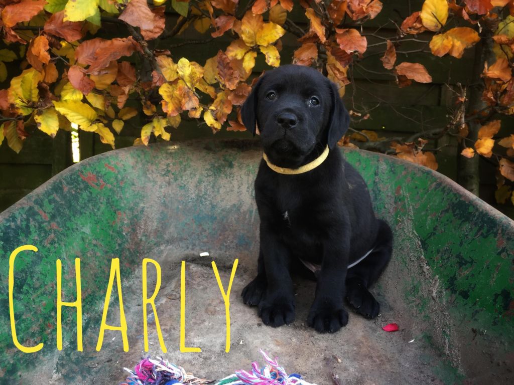 Charly.JPG