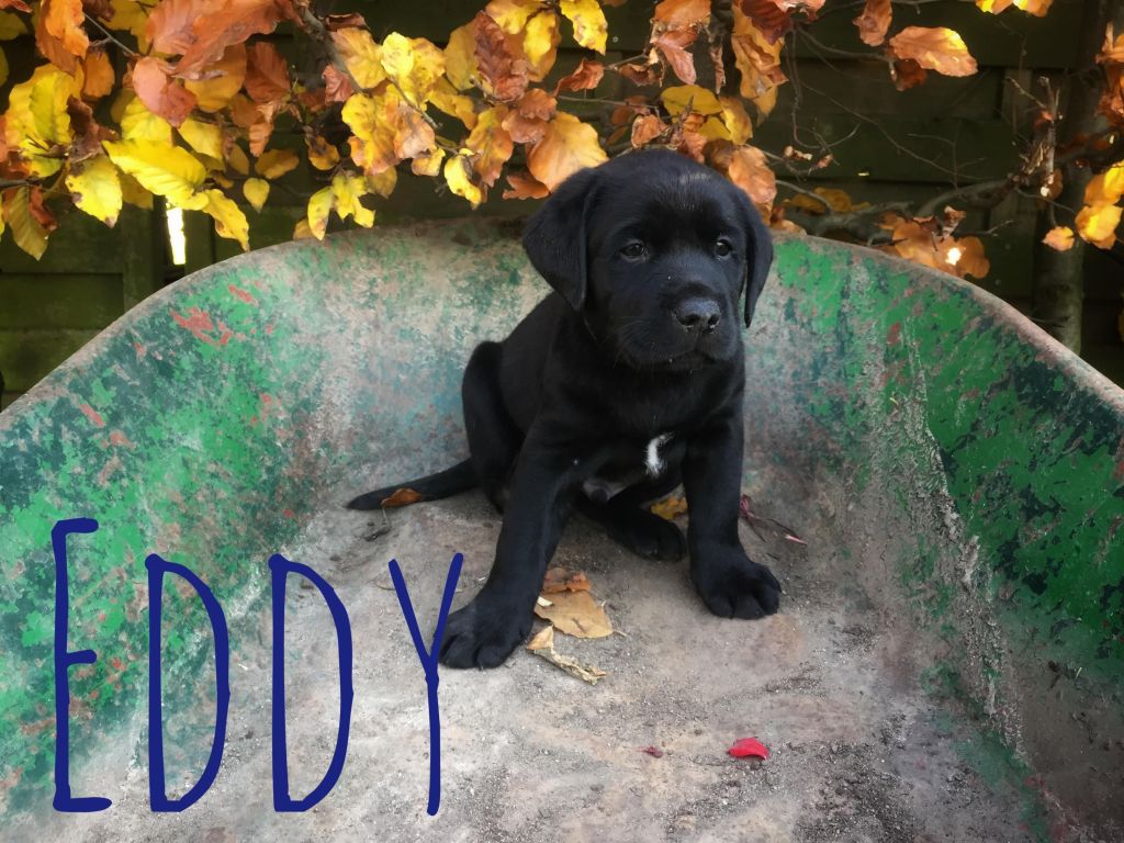 Eddy.JPG
