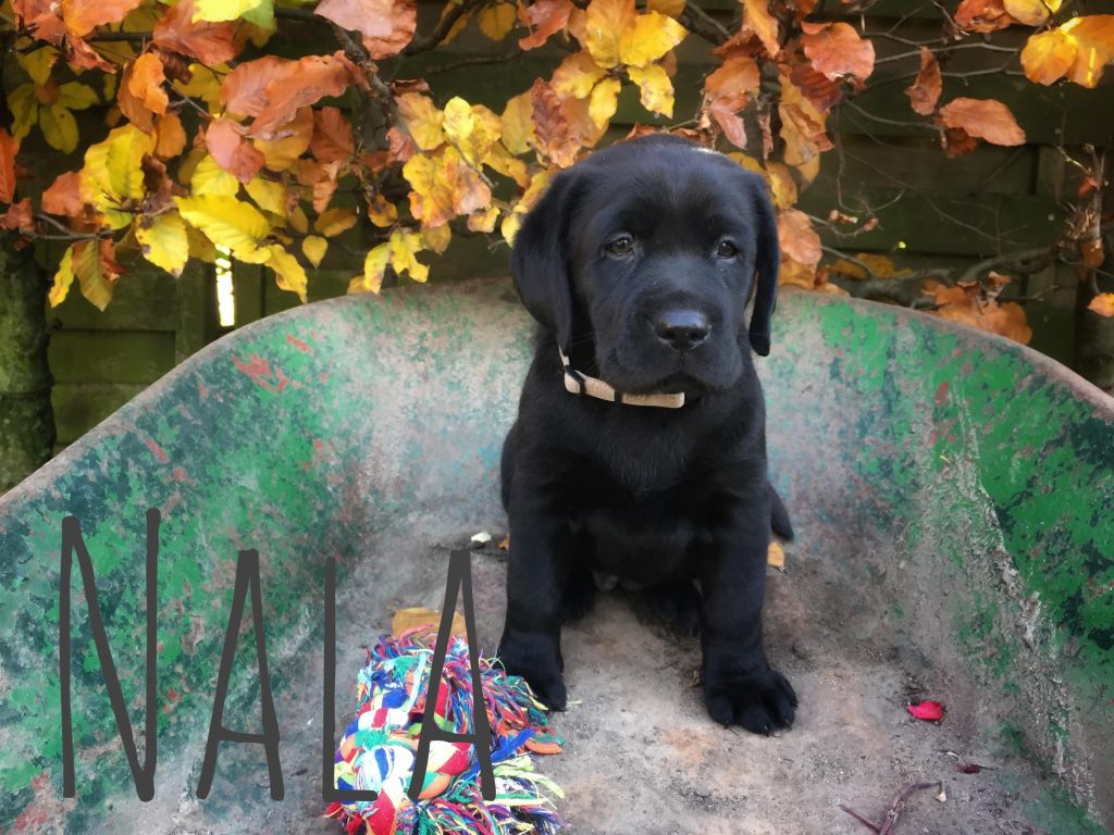 Nala (2).JPG