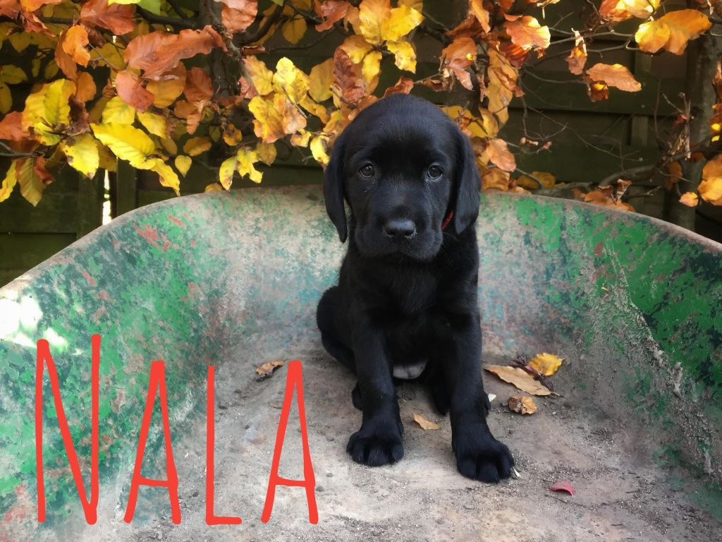 Nala.JPG