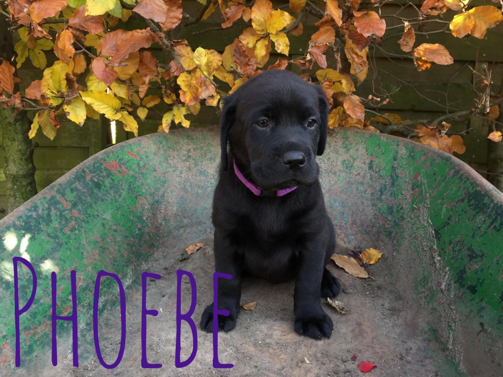 Phoebe.JPG