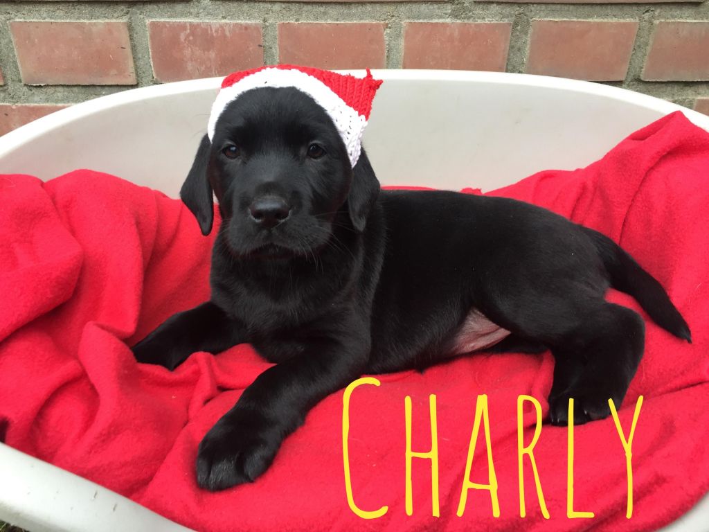 Charly.JPG