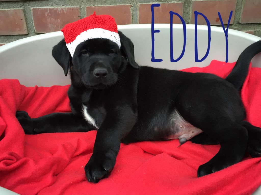 Eddy.JPG