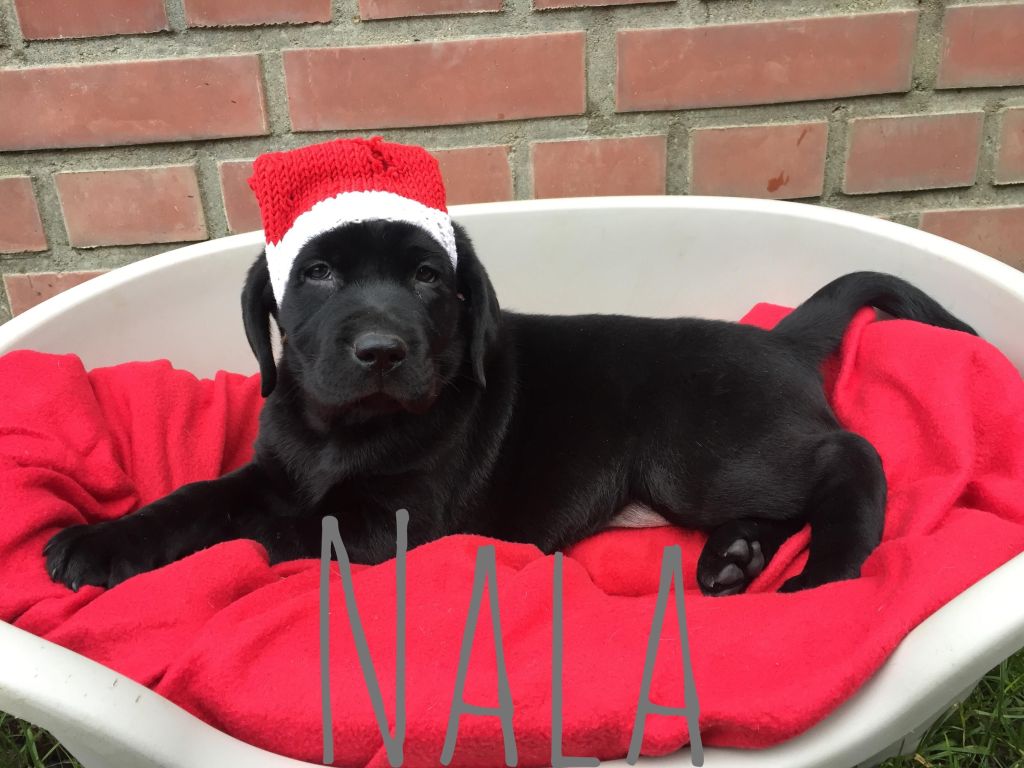 Nala (2).JPG