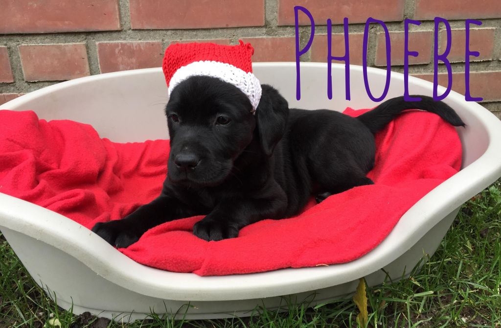Phoebe.JPG