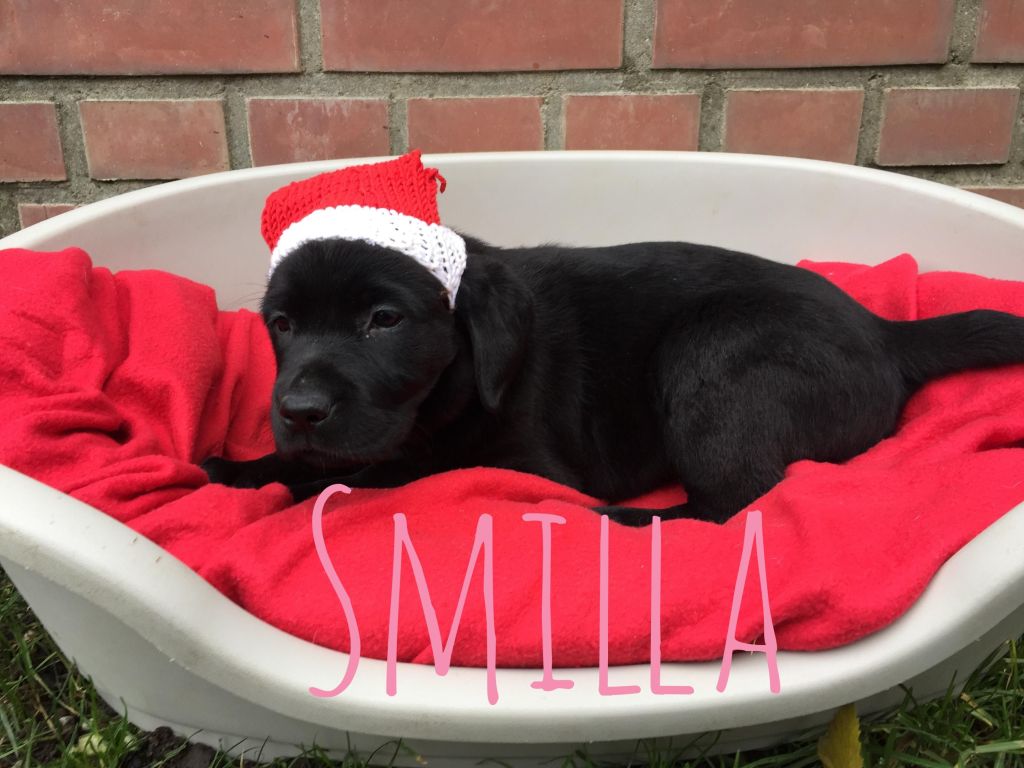 Smilla.JPG