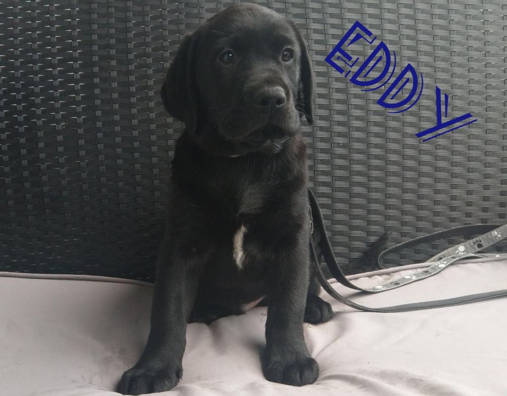 Eddy.jpg