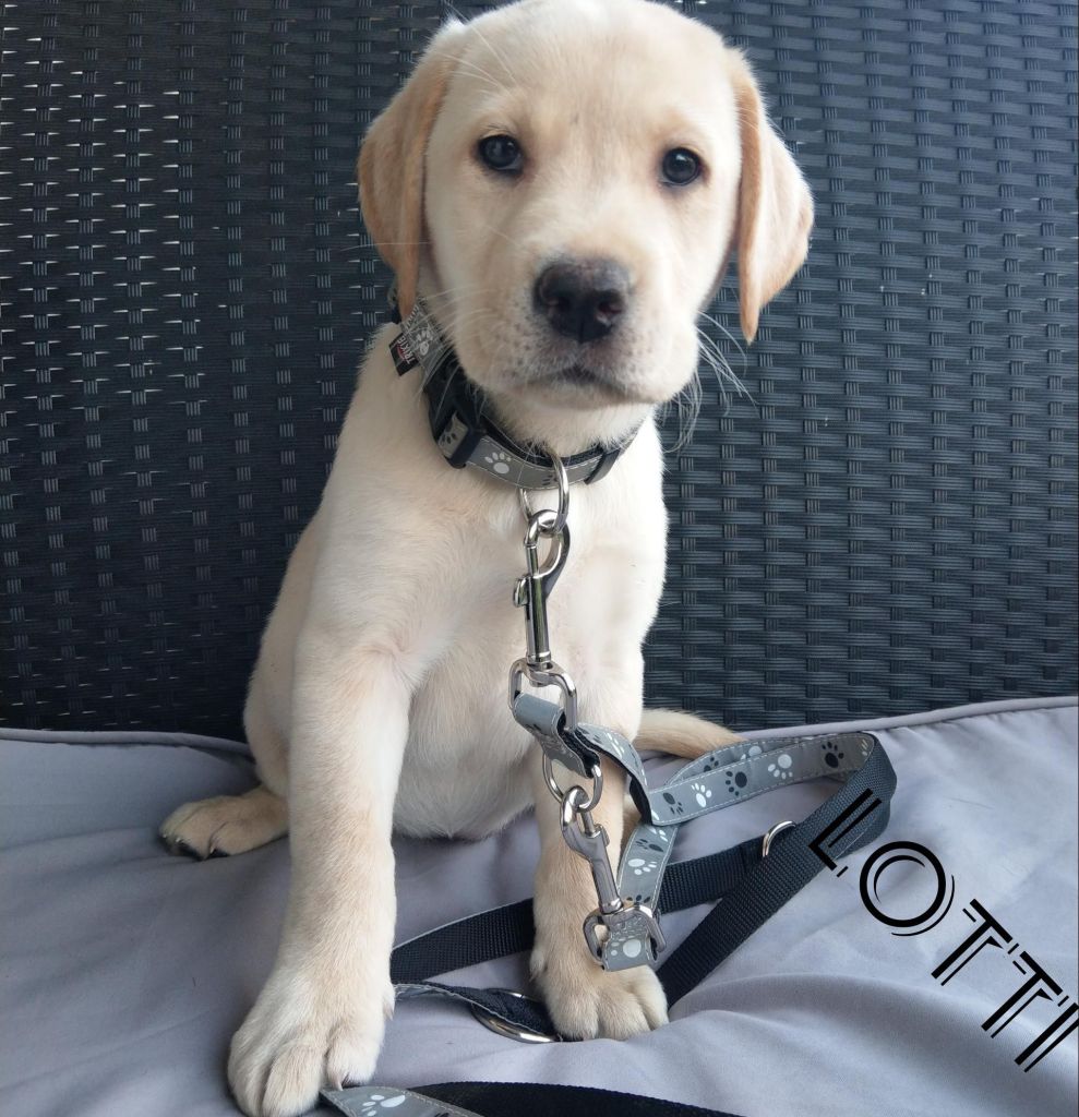 Lotti.jpg