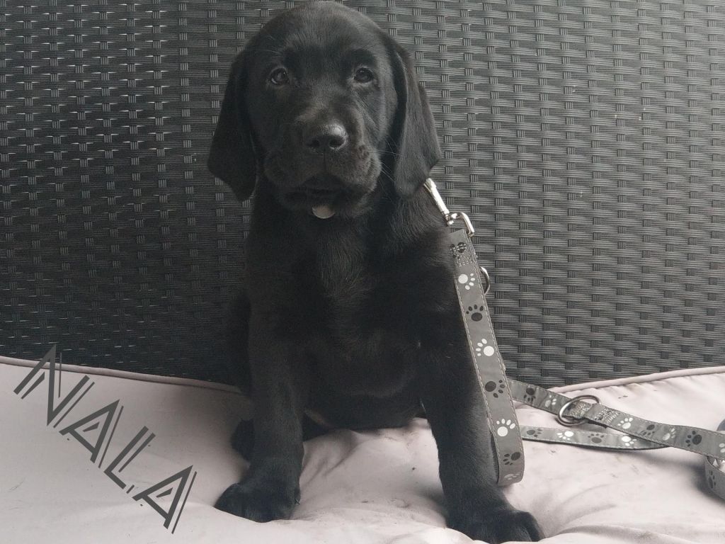 Nala (2).jpg