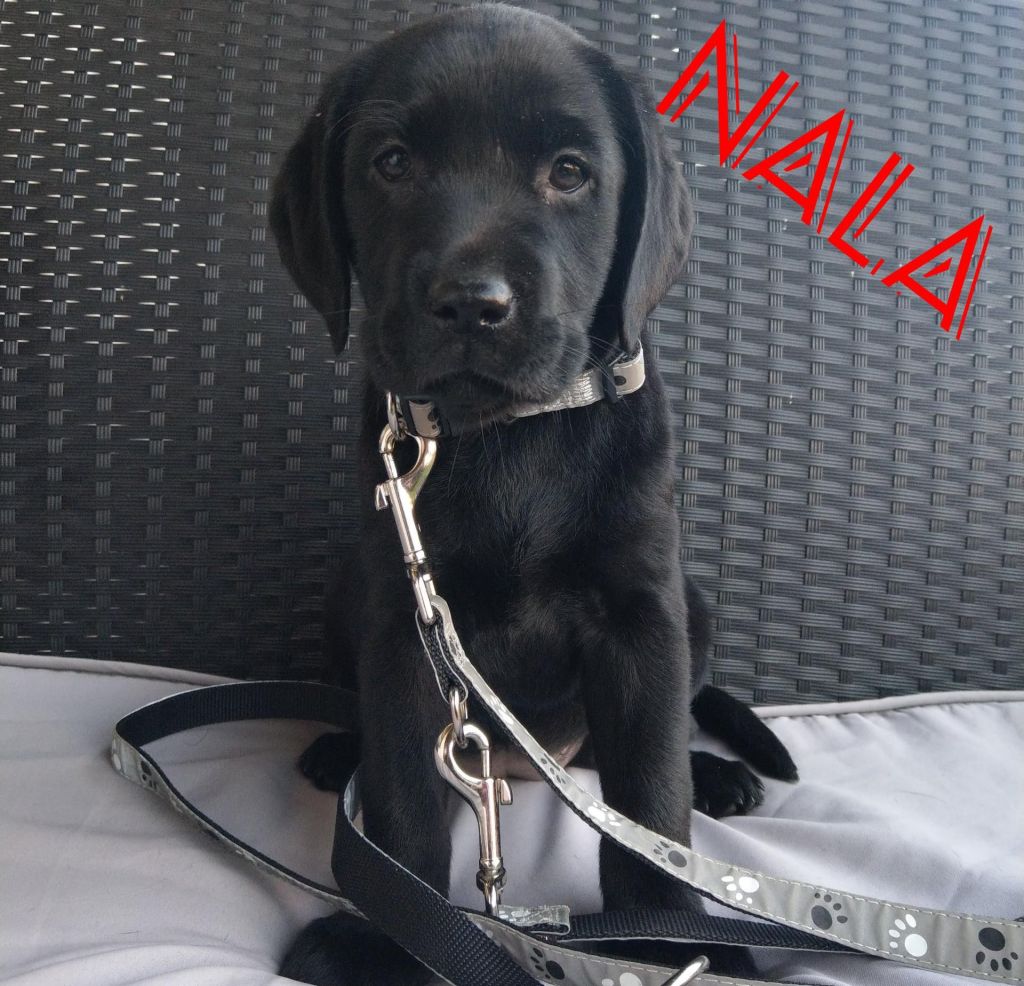 Nala.jpg