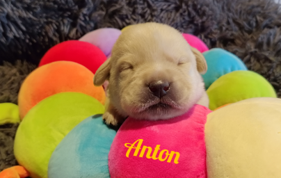 Anton.png