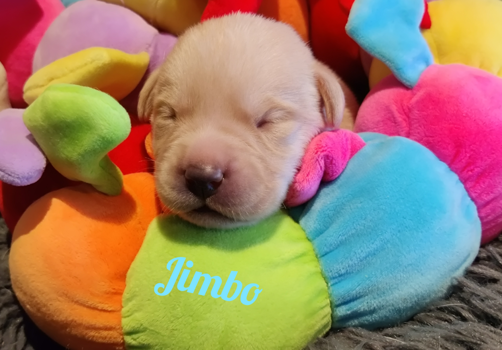 Jimbo.png