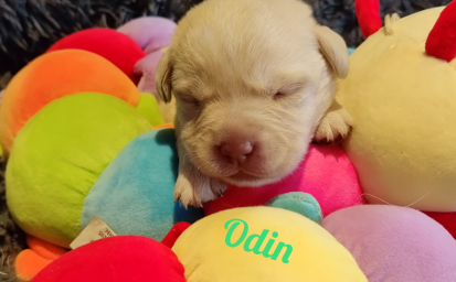 Odin.png