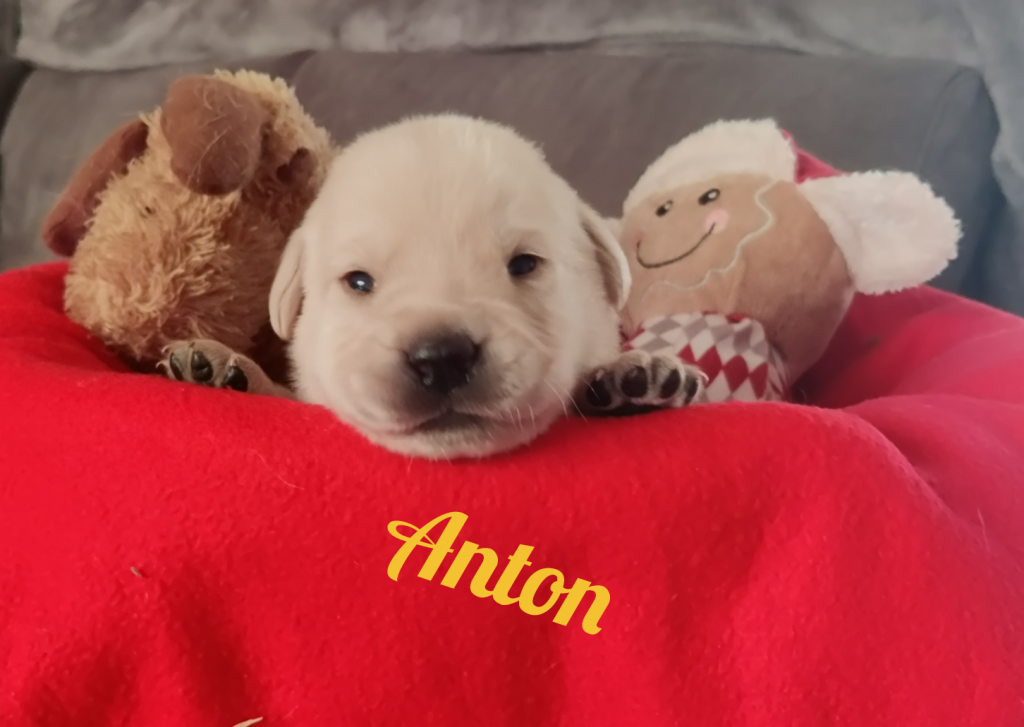 Anton.png