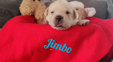 Jimbo.png