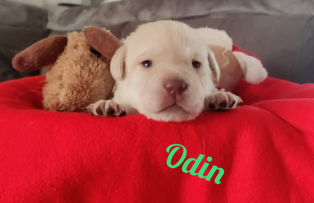 Odin.png