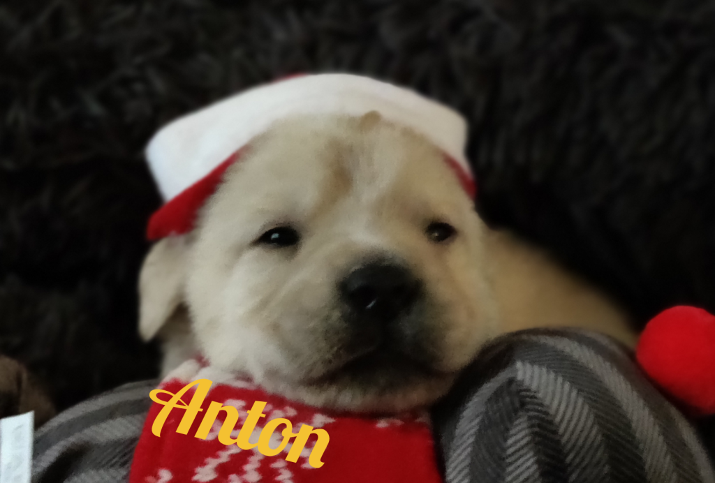 Anton.png