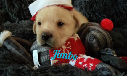 Jimbo.png