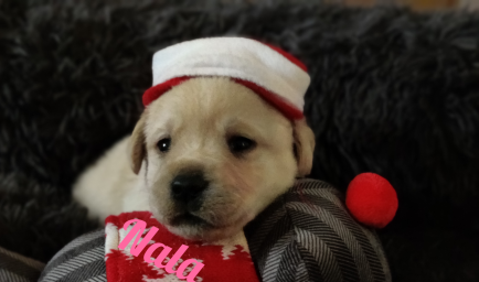 Nala.png