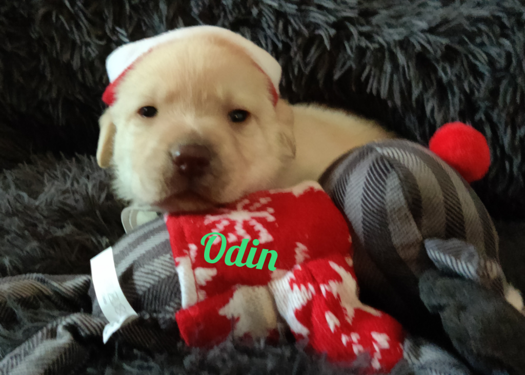 Odin.png