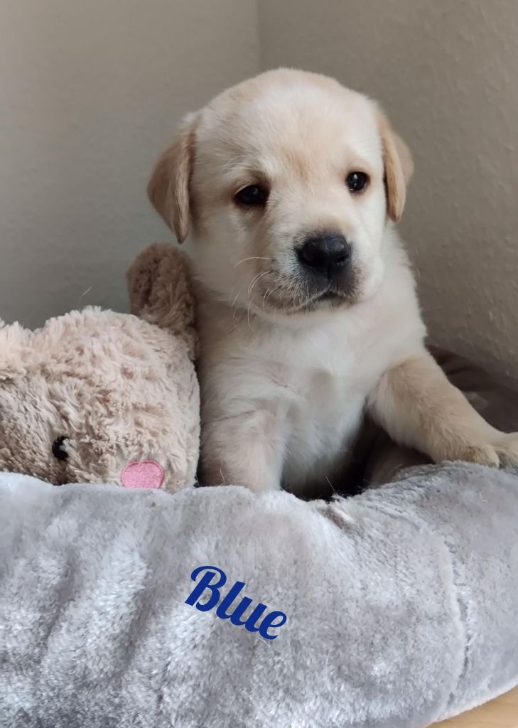 Blue.jpg