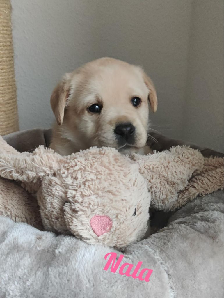Nala.jpg