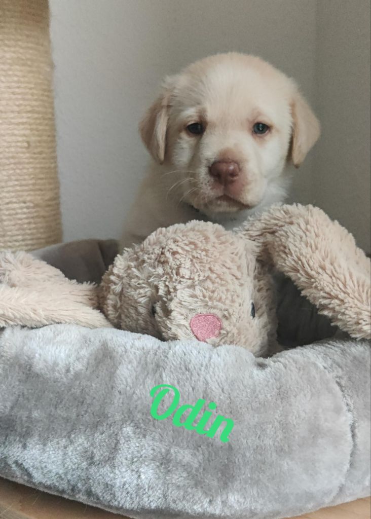 Odin.jpg