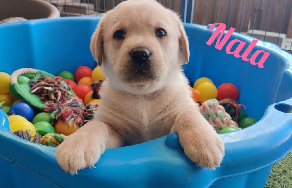 Nala.jpg
