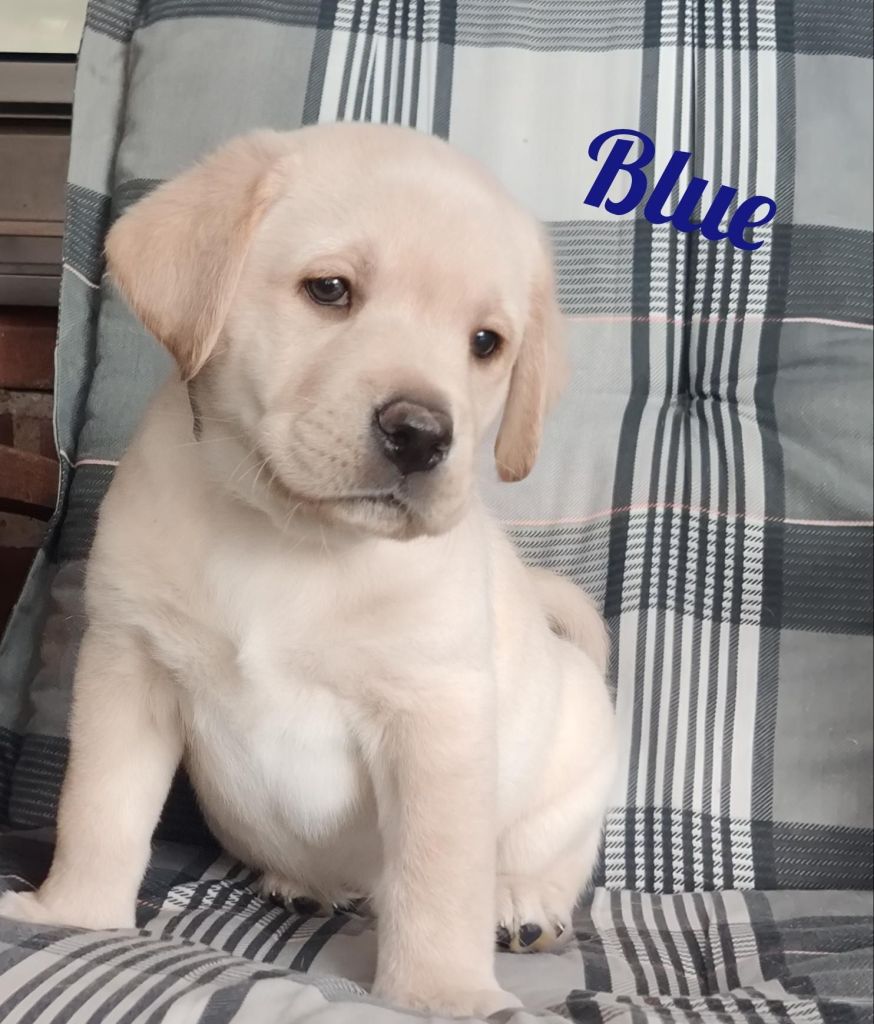 Blue.jpg