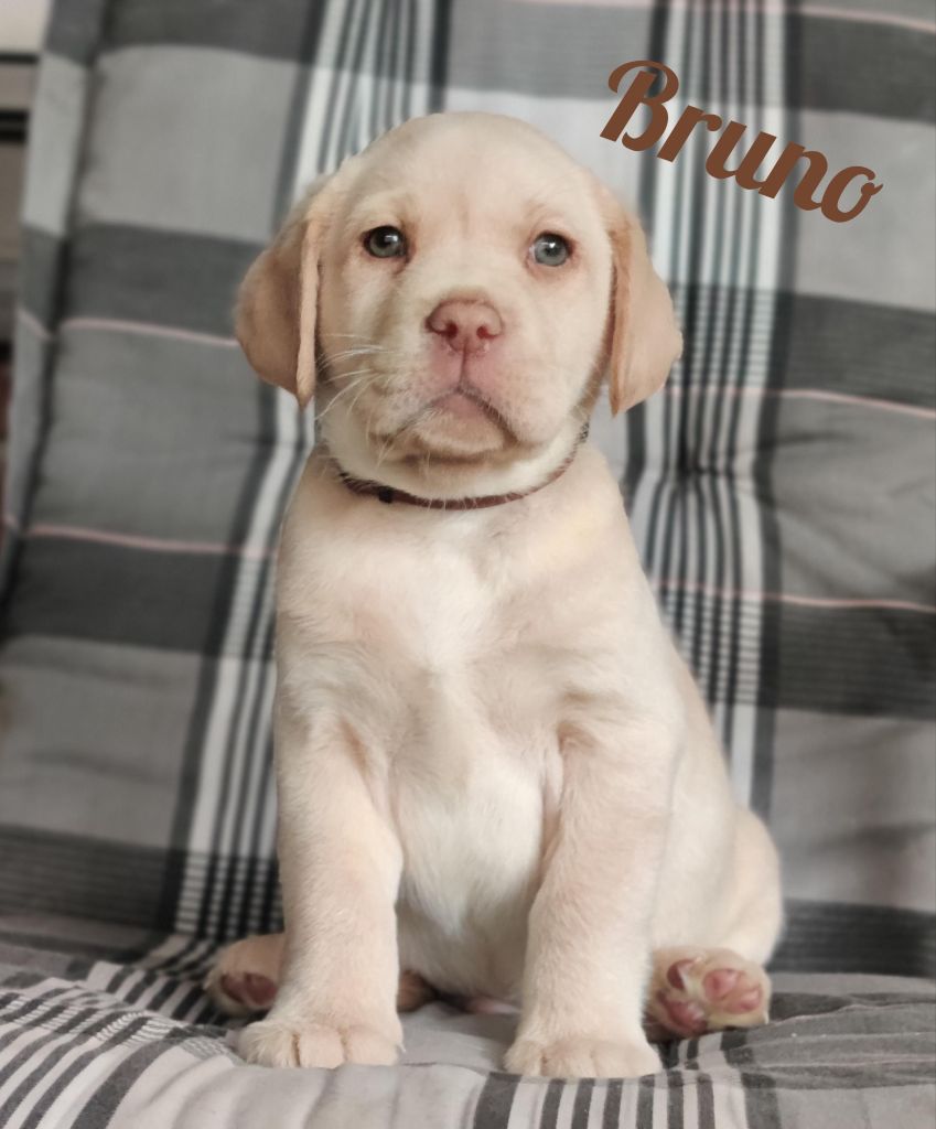 Bruno.jpg