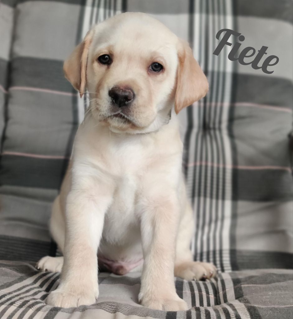 Fiete.jpg