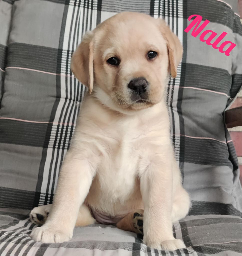 Nala.jpg