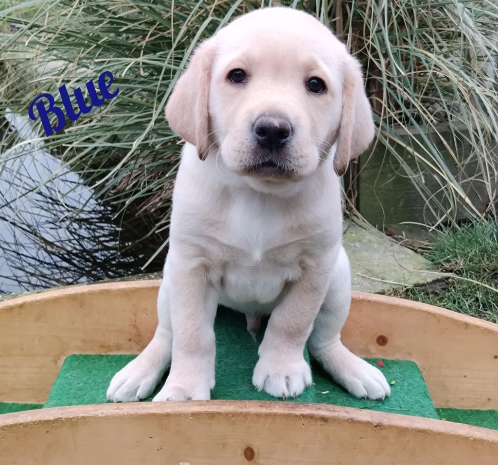 Blue.jpg