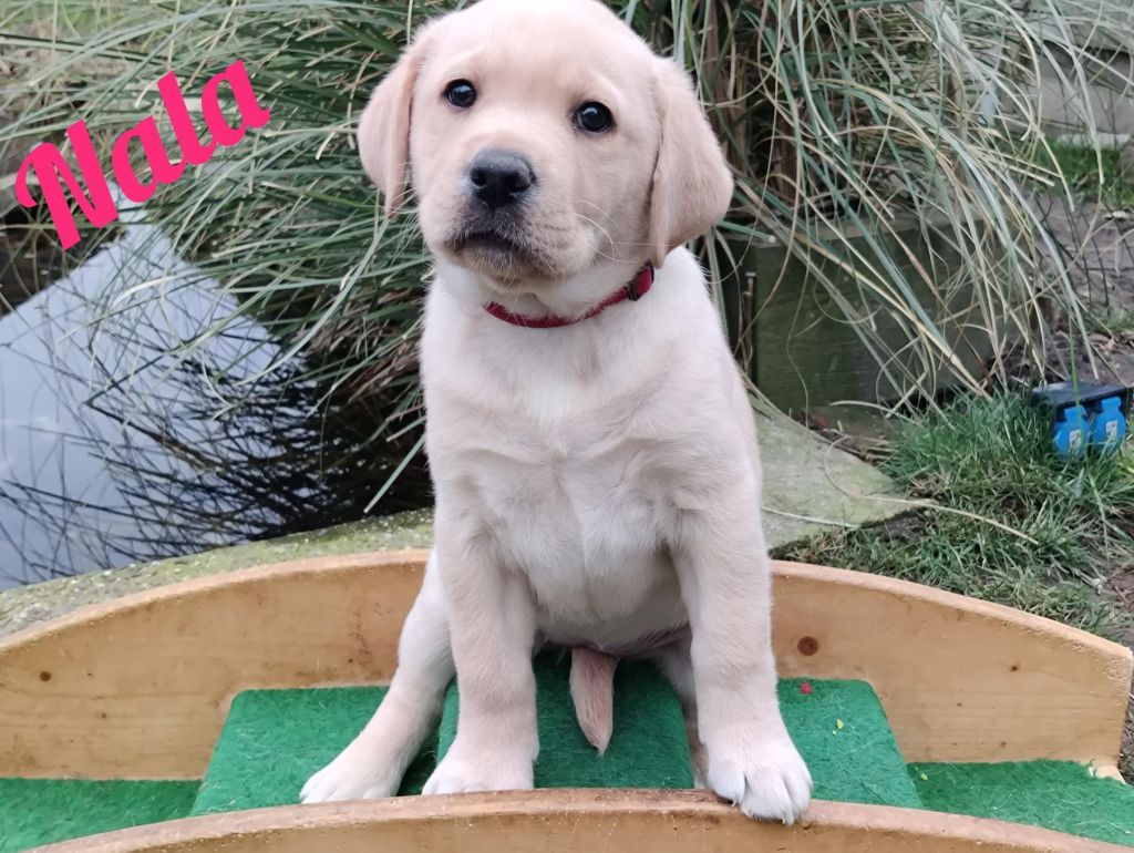 Nala.jpg