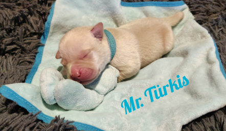 Mr. Türkis.png