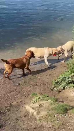 VID-20220821-WA0025.mp4