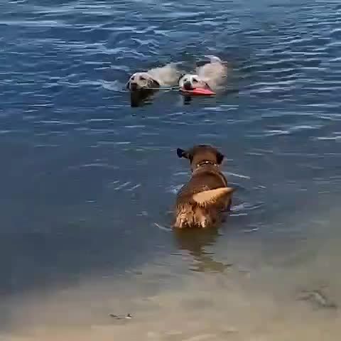 VID_481330309_040800_532.mp4