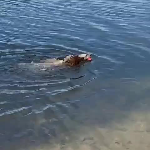 VID_481330310_211708_032.mp4