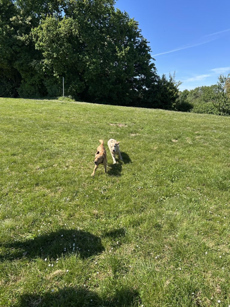 IMG_5054.jpeg