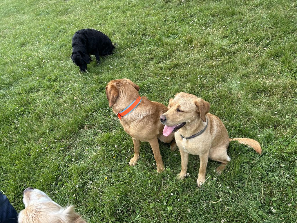 IMG_5135.jpeg