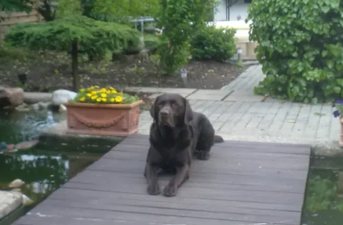 Balou, unser Labrador-Rüde