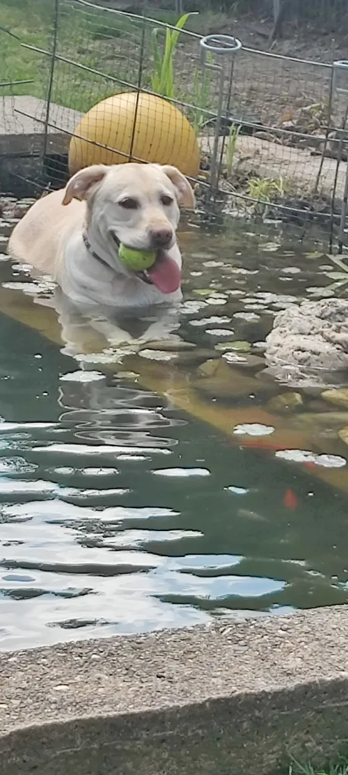 Emma, unsere Labrador-Hündin