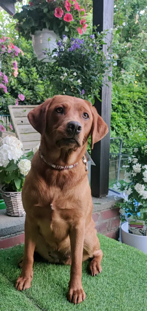 Jule, unsere Labrador-Hündin